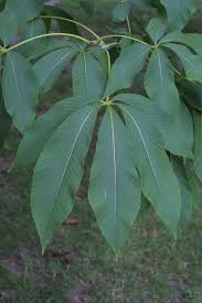 Attēlu rezultāti vaicājumam “Aesculus flava leaf”