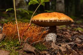 Attēlu rezultāti vaicājumam “Leccinum”