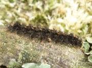 Attēlu rezultāti vaicājumam “Eilema griseola larva”