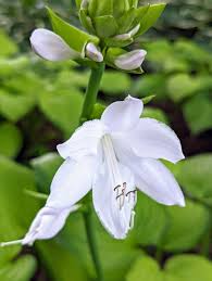 Attēlu rezultāti vaicājumam “Hosta sp. flower”