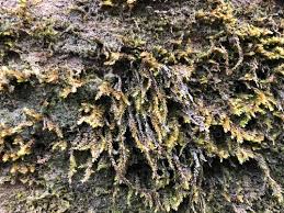 Attēlu rezultāti vaicājumam “Platyhypnidium riparioides”