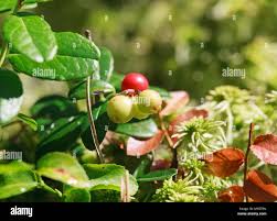 Attēlu rezultāti vaicājumam “Vaccinium vitis-idaea fruit”