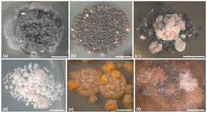 Attēlu rezultāti vaicājumam “Cystocoleus ebeneus”