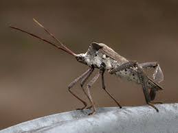 Attēlu rezultāti vaicājumam “Coreus marginatus”