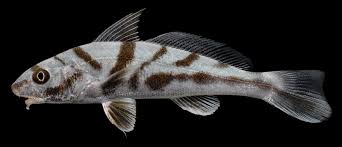 Image result for Menticirrhus saxatilis