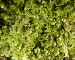 Attēlu rezultāti vaicājumam “Diplophyllum albicans”