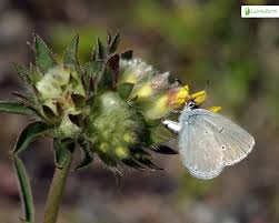 Attēlu rezultāti vaicājumam “Cupido minimus underside”