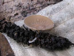 Attēlu rezultāti vaicājumam “Ciboria amentacea”