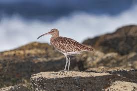 Attēlu rezultāti vaicājumam “Numenius arquata”