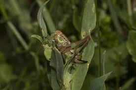Attēlu rezultāti vaicājumam “Metrioptera roeselii”
