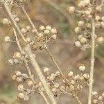 Attēlu rezultāti vaicājumam “Silene borysthenica flower”