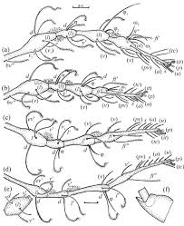 Attēlu rezultāti vaicājumam “Belbodamaeus sp.”