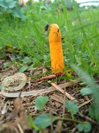 Attēlu rezultāti vaicājumam “Mutinus caninus”