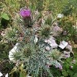 Image result for Ptilostemon afer