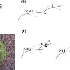 Attēlu rezultāti vaicājumam “Hylocomiastrum umbratum”