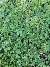Attēlu rezultāti vaicājumam “Trifolium dubium fruit”