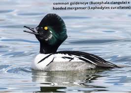 Attēlu rezultāti vaicājumam “Bucephala clangula juvenile”