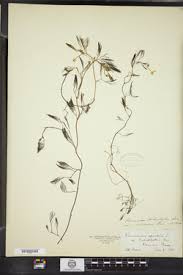 Attēlu rezultāti vaicājumam “Batrachium circinatum leaf”