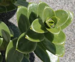 Attēlu rezultāti vaicājumam “Honckenya peploides bud”