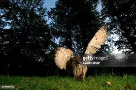 Attēlu rezultāti vaicājumam “Erinaceus sp.”