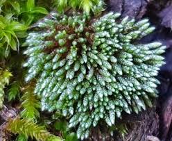 Attēlu rezultāti vaicājumam “Bryum”