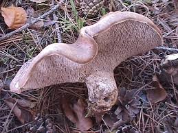 Attēlu rezultāti vaicājumam “Sarcodon imbricatum”