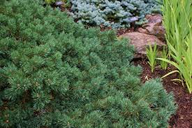 Attēlu rezultāti vaicājumam “Pinus sylvestris var. turfosa”