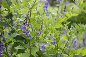 Attēlu rezultāti vaicājumam “Galega orientalis leaf”