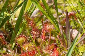 Attēlu rezultāti vaicājumam “Drosera rotundifolia fruit”