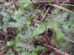 Attēlu rezultāti vaicājumam “Utricularia intermedia”