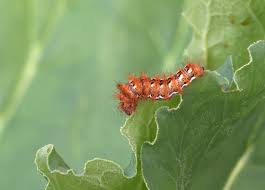 Attēlu rezultāti vaicājumam “Acronicta rumicis larva”