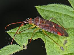 Attēlu rezultāti vaicājumam “Pantilius tunicatus”