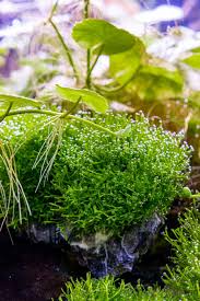 Attēlu rezultāti vaicājumam “Riccia”