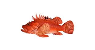 Image result for Scorpaena scrofa