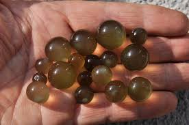 Attēlu rezultāti vaicājumam “Nostoc pruniforme”