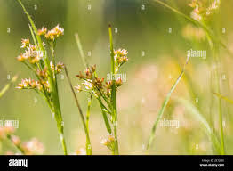 Attēlu rezultāti vaicājumam “Luzula luzuloides”