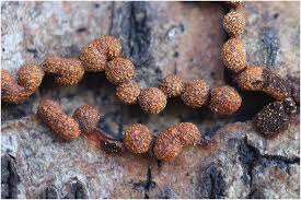 Attēlu rezultāti vaicājumam “Badhamia nitens”