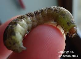 Attēlu rezultāti vaicājumam “Noctua pronuba”