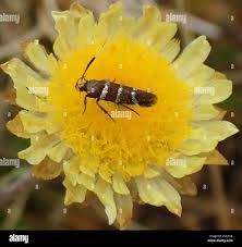 Attēlu rezultāti vaicājumam “Scythrididae”
