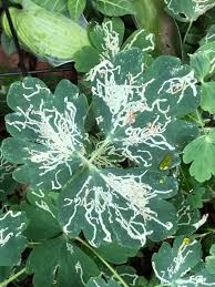 Attēlu rezultāti vaicājumam “Phytomyza minuscula”