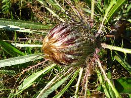 Attēlu rezultāti vaicājumam “Carlina biebersteinii”