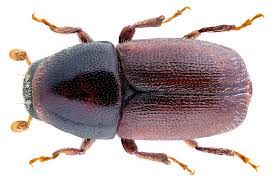 Attēlu rezultāti vaicājumam “Scolytus ratzeburgi”