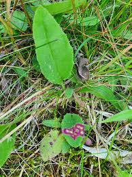 Attēlu rezultāti vaicājumam “Cystiphora sanguinea”
