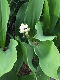 Attēlu rezultāti vaicājumam “Convallaria majalis leaf”