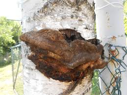 Attēlu rezultāti vaicājumam “Sarcodontia crocea”