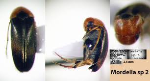 Attēlu rezultāti vaicājumam “Mordella sp.”