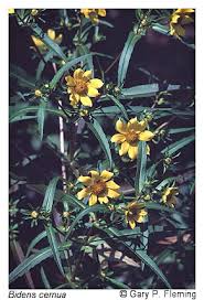 Attēlu rezultāti vaicājumam “Bidens cernua”