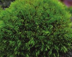 Attēlu rezultāti vaicājumam “Dicranum flagellare”