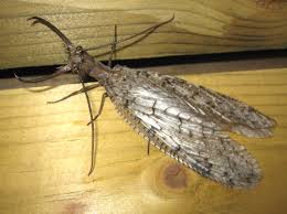 Attēlu rezultāti vaicājumam “Megaloptera”