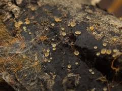 Attēlu rezultāti vaicājumam “Hyalorbilia inflatula”